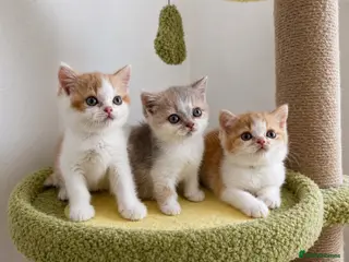 British Shorthair cats 🐻 British Shorthair Kittens TICA REG 🐻 - Advert 5