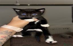 British Shorthair cats for sale: Beautiful kittens for sale 🩷💙 - Image 4