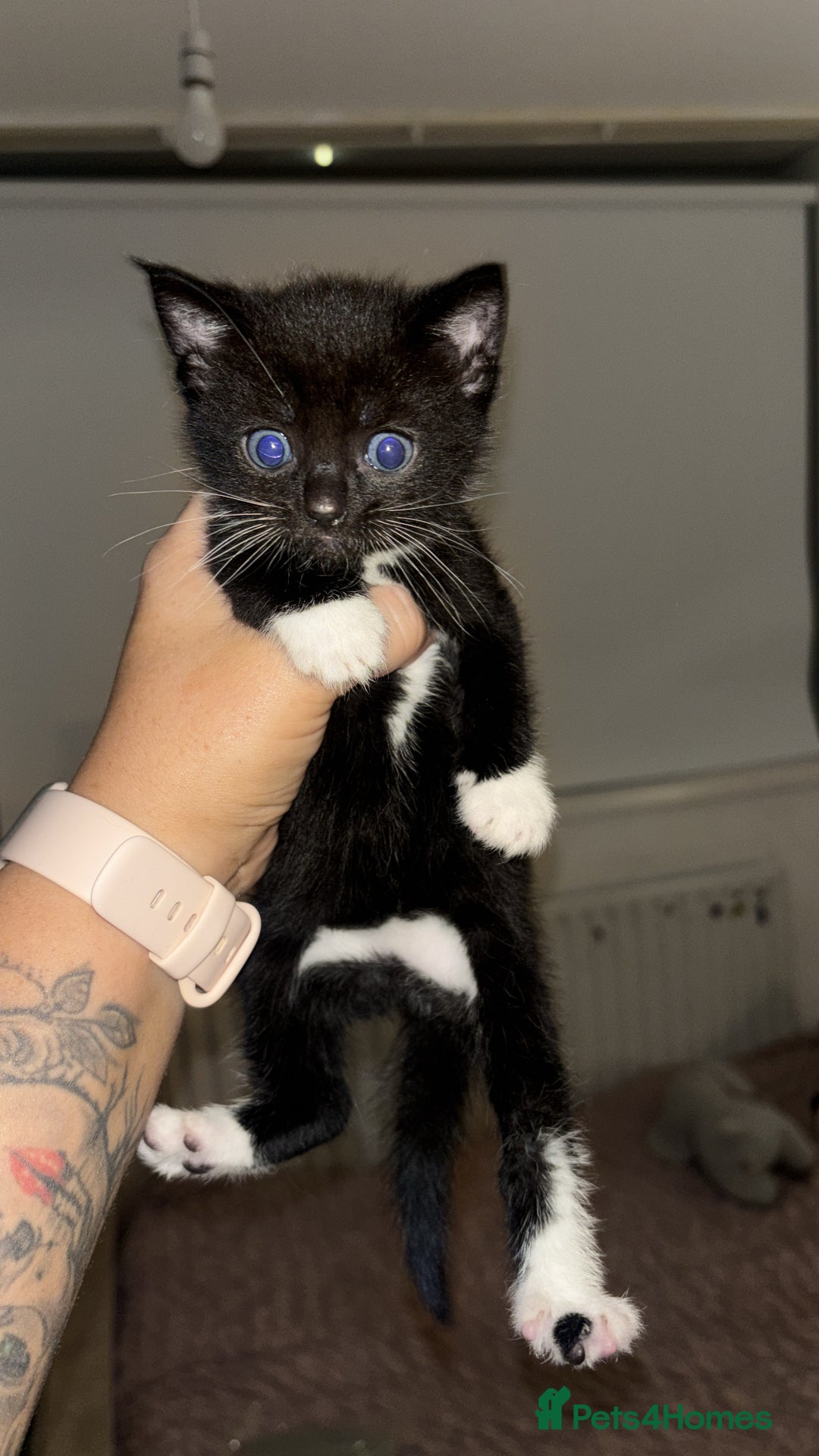 British Shorthair cats for sale: Beautiful kittens for sale 🩷💙 - Image 4