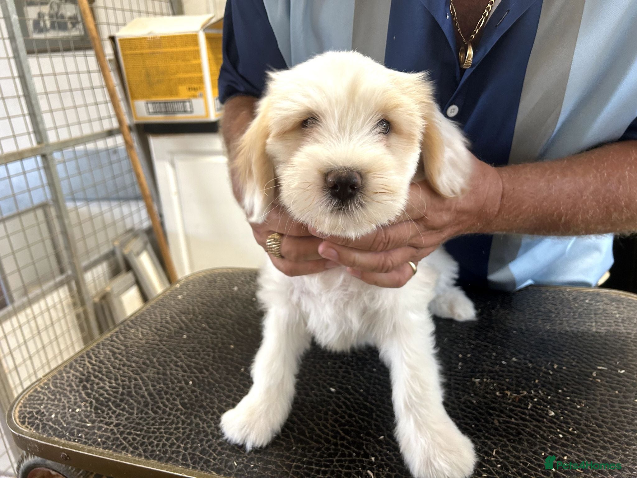 Tibetan Terrier dogs Araki Tibetan Terriers - Advert 2