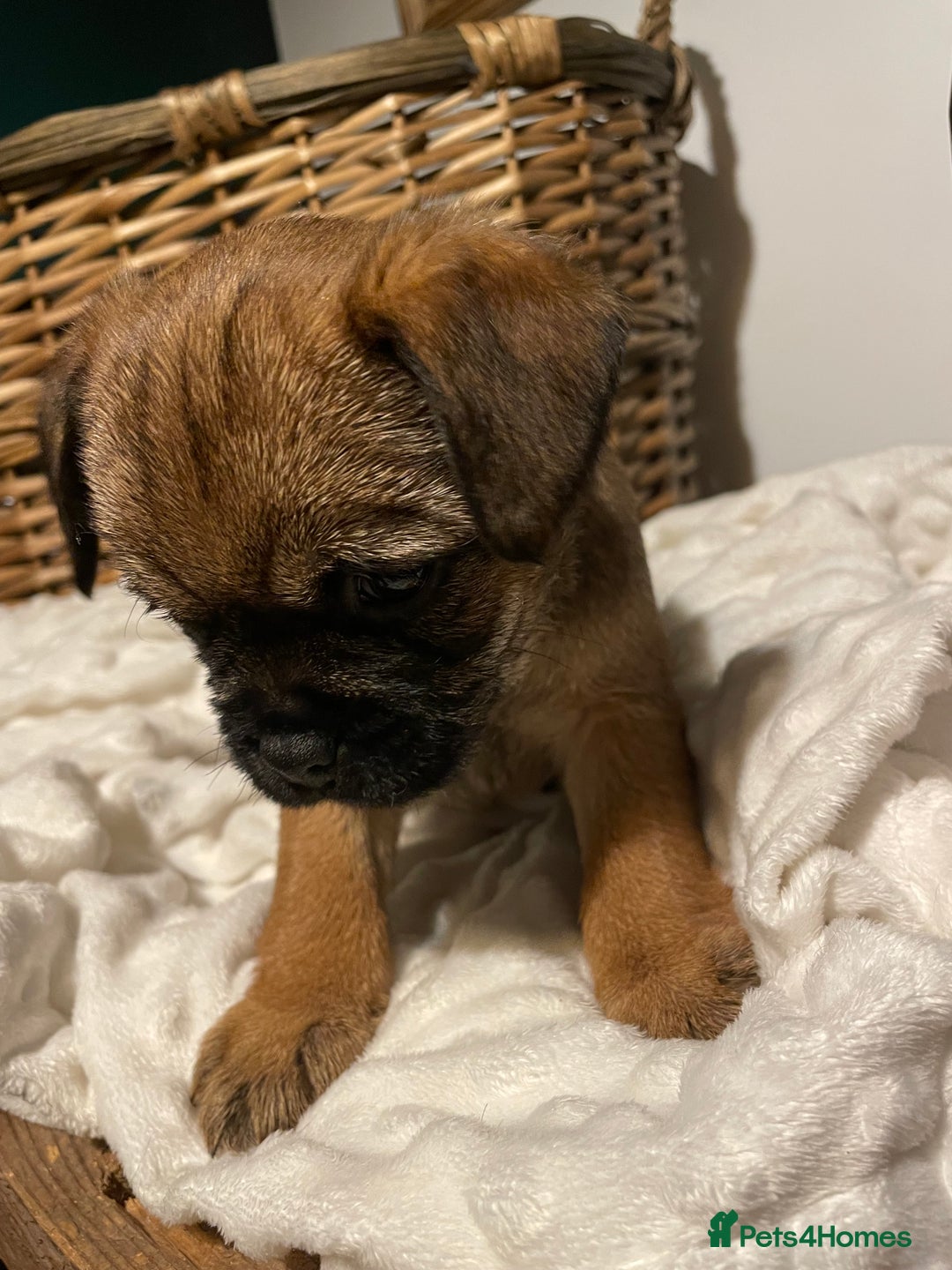 Border Terrier dogs for sale: 5 star BORDER TERRIERS PUP KC REG/SLEM CLEAR - Advert 1