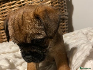 Border Terrier dogs 5 star BORDER TERRIERS PUP KC REG/SLEM CLEAR - Advert 1