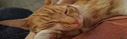 Mixed Breed cats for sale: Ginger mog cat in Bridgnorth - Advert 2