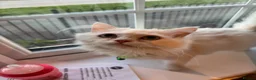Persian cats for sale: BOY LEFT  - Advert 8