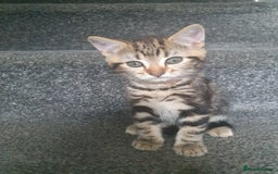 Mixed Breed cats for sale: Playful male kittens - Image 5