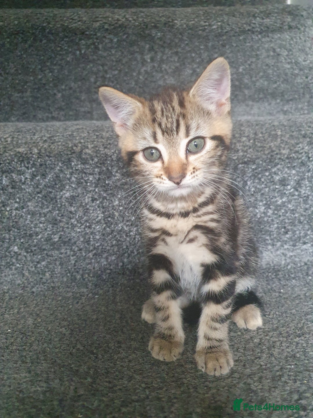 Mixed Breed cats for sale: Playful male kittens - Image 5