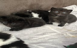 British Shorthair cats for sale: British shorthair/ tuexedo kittens  - Image 4