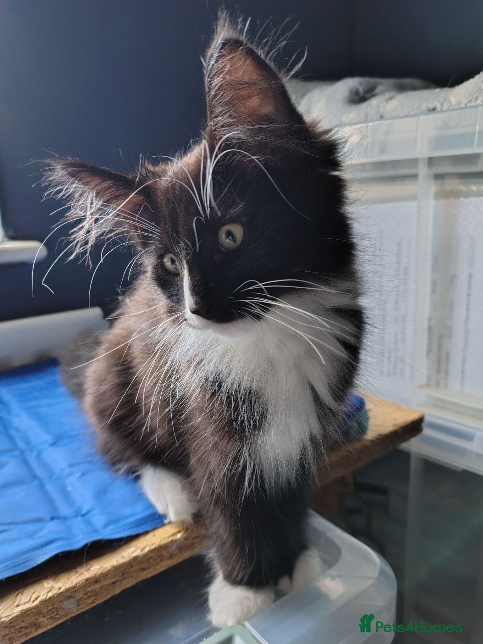 Norwegian Forest Cat cats Beautiful pedigree Norwegian Forest kittens  - Advert 2