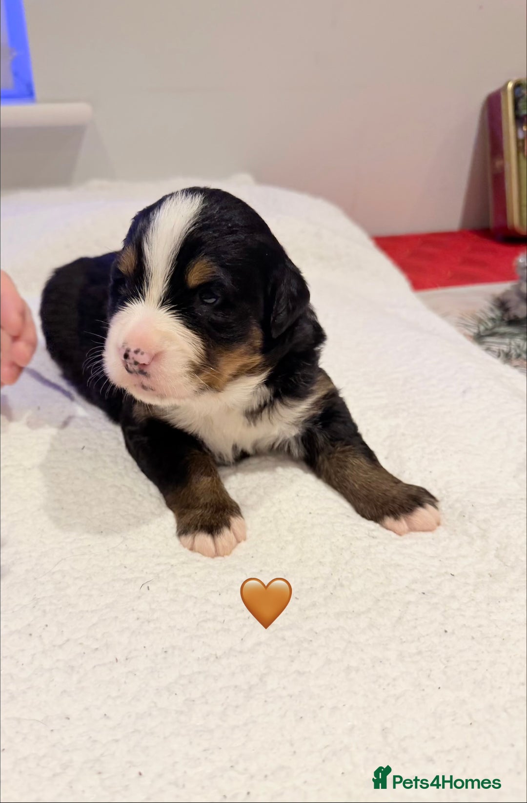 Bernese Mountain Dog dogs for sale: Stunning Pedigree Bernese Mountain Puppies - Advert 22