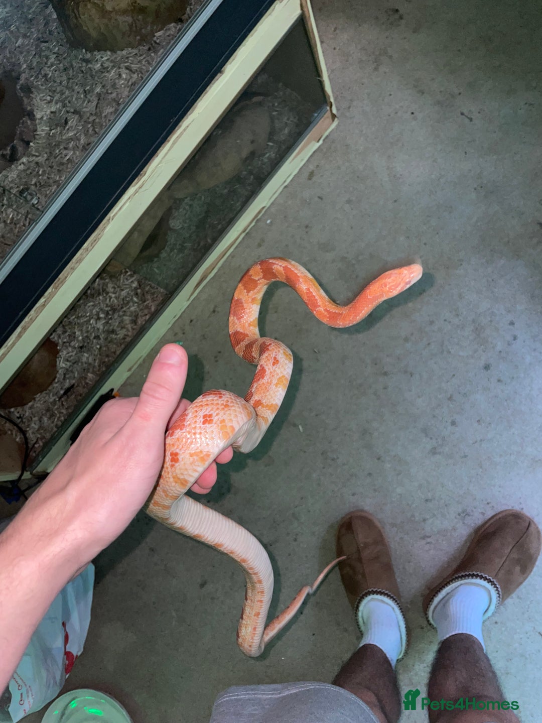 Corn Snake reptiles for sale: Corn snake for sale - Advert 2