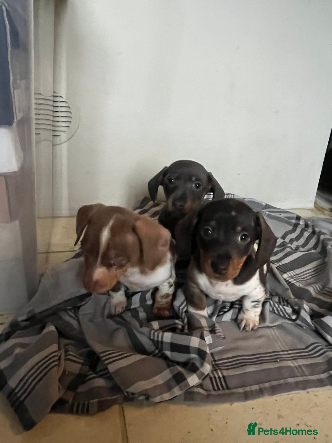 Miniature Dachshund dogs for sale: 💞Ready now Miniature dachshund 💞 - Advert 16
