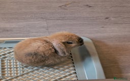 Mini Lop rabbits for sale: 4 months old adorable Mini Lops - Advert 15