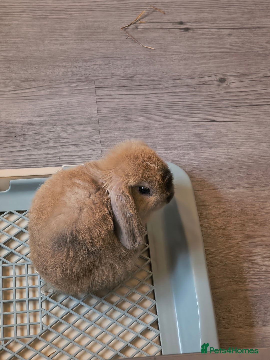 Mini Lop rabbits for sale: 4 months old adorable Mini Lops - Advert 15