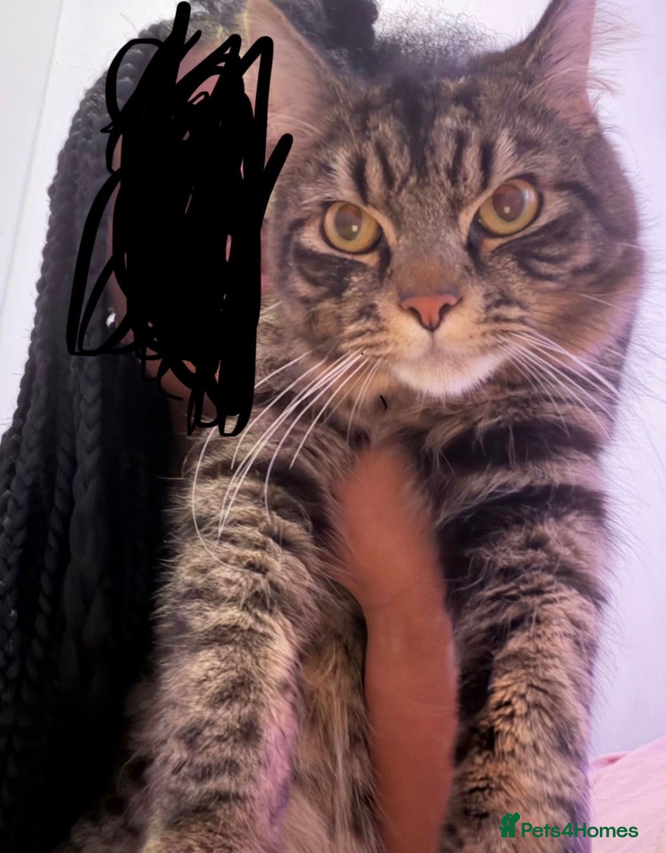 Mixed Breed cats  Rehoming my gorgeous cat please read Description - Advert 1