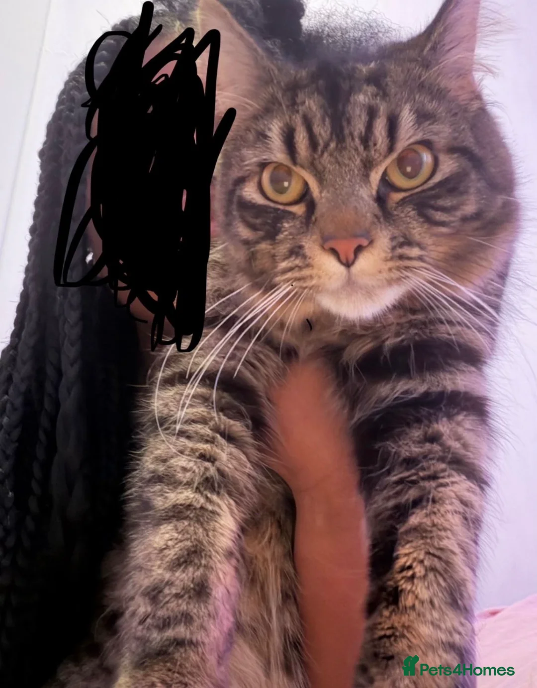 Mixed Breed cats for sale:  Rehoming my gorgeous cat please read Description in London - Advert 1