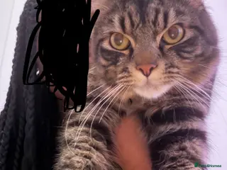 Mixed Breed cats Rehoming my gorgeous cat please read Description - Advert 1