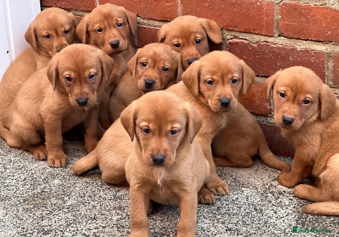 Labrador Retriever dogs Health Tested Working Labrador Pups - Advert 1