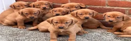 Labrador Retriever dogs for sale: Health Tested Working Labrador Pups - Advert 3