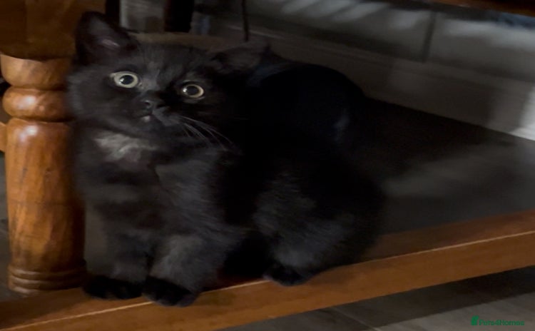 Ragdoll cats URGENT Ragdoll kittens x1 LAST ONE! 🫶🏽 - Advert 5