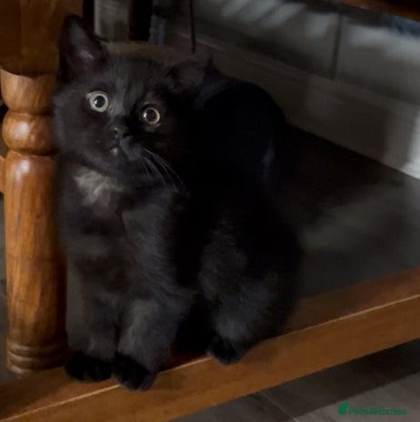 Ragdoll cats URGENT Ragdoll kittens x1 LAST ONE! 🫶🏽 - Advert 5