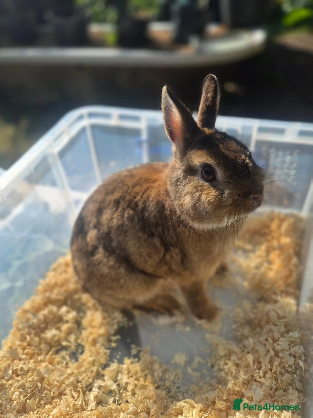 Netherland Dwarf rabbits for sale: Adult Netherlands dwarf buck for sale £40 in Manchester - Advert 2