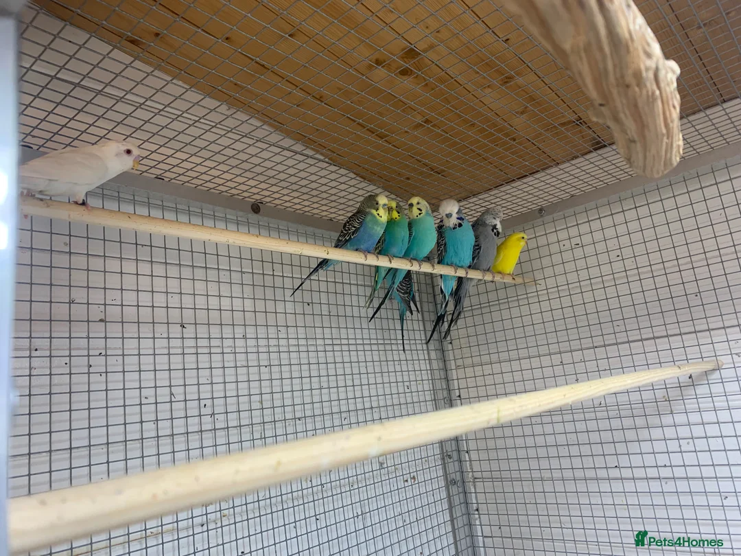 Budgerigars birds for sale: Budgies - Advert 3
