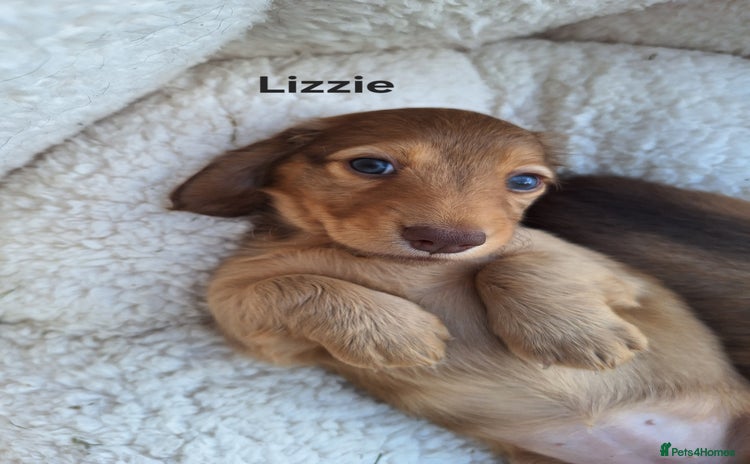 Miniature Dachshund dogs - Advert 8