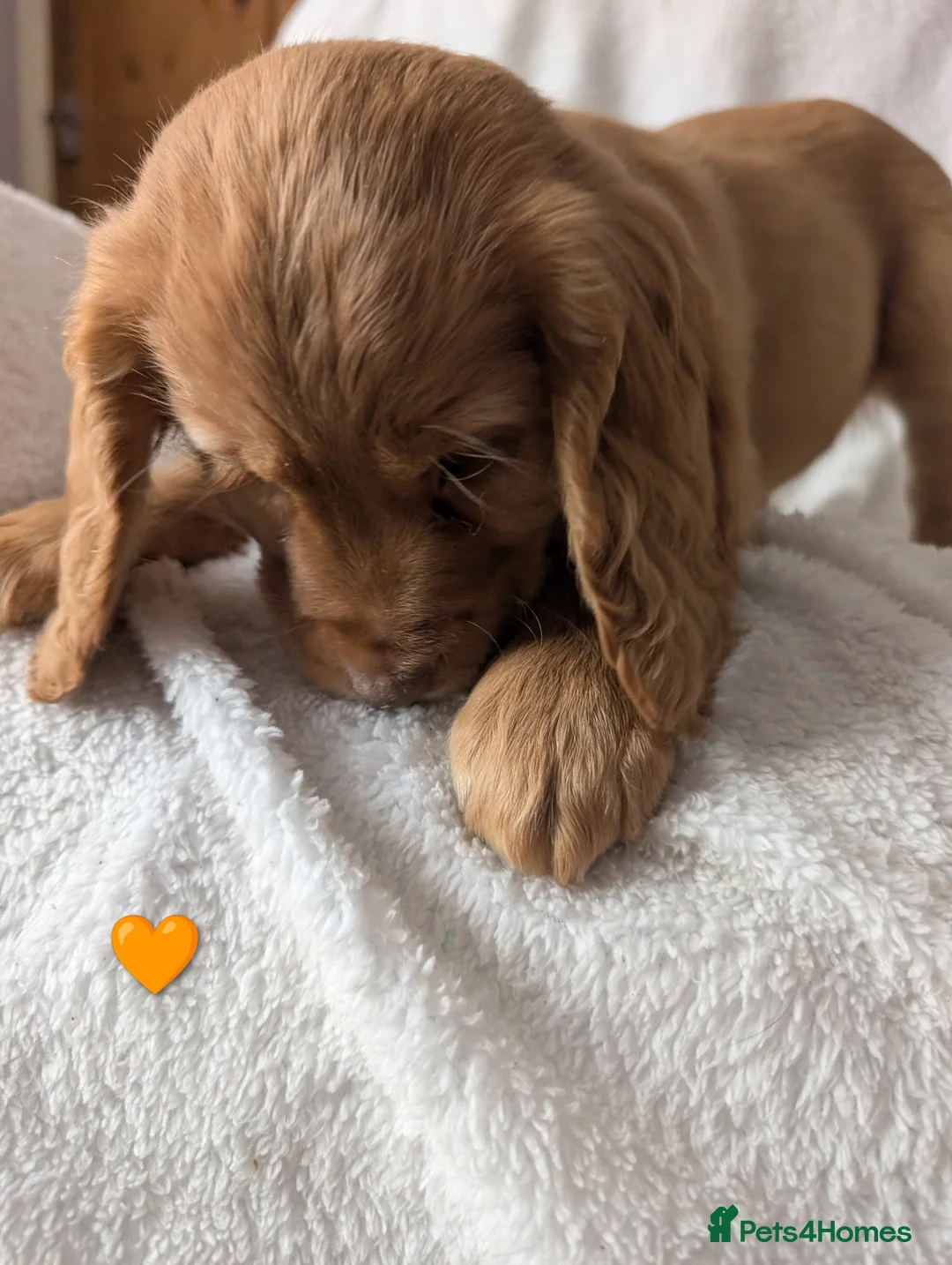 Cocker Spaniel dogs for sale: Cockerspaniel puppies ready soon! - Advert 20