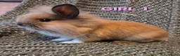 Lionhead rabbits for sale: Very tame 8wk girls 🩷🩷lion head baby bunnies  - Advert 8