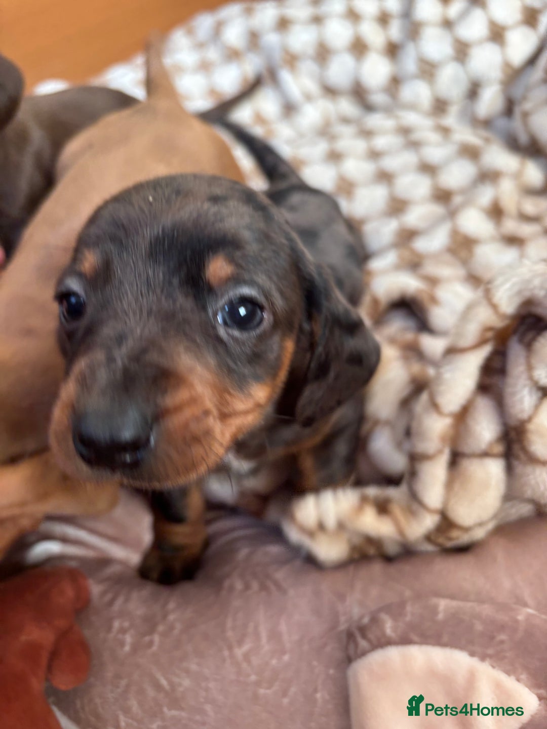 Dachshund dogs for sale: Dachshund puppies  - Advert 9