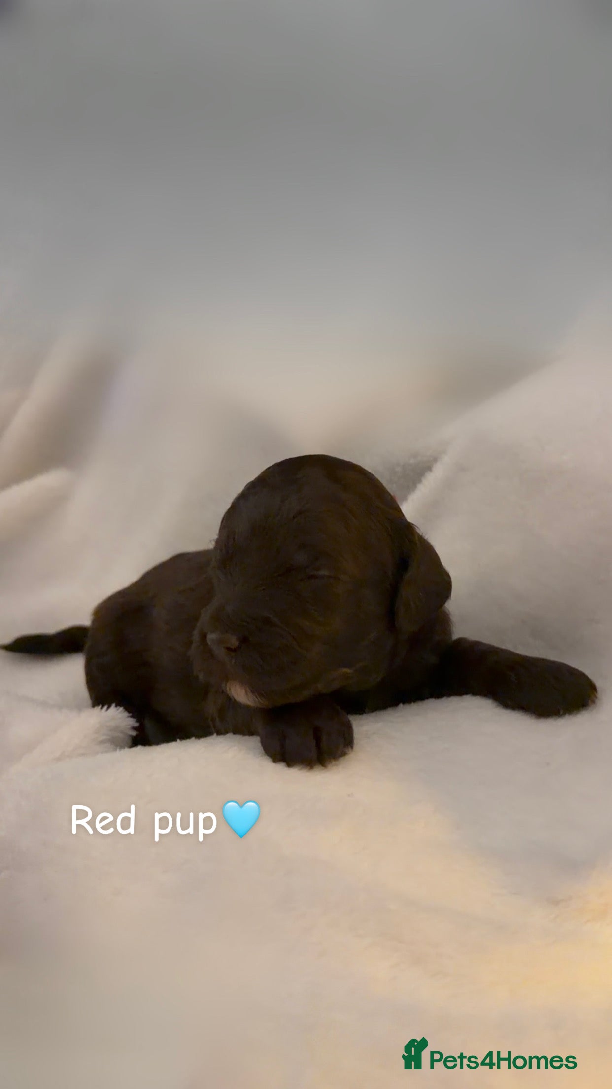 Cavapoo dogs for sale: F2B Cavapoos- Rare Chocolates & liver Noses ❤️🐾 - Advert 2