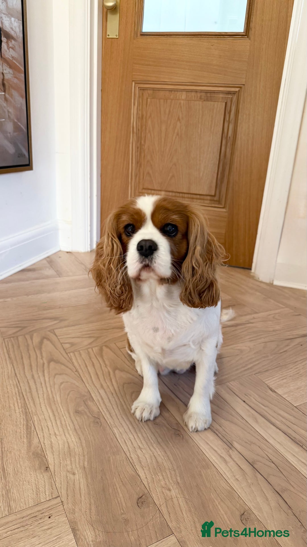 Cavalier King Charles Spaniel dogs for sale: Loving Home Wanted for Female Cavalier - Advert 3