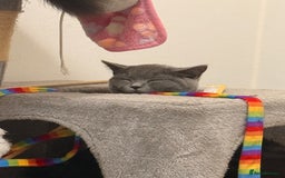 British Shorthair cats for sale: Female British shorthair  - Image 1