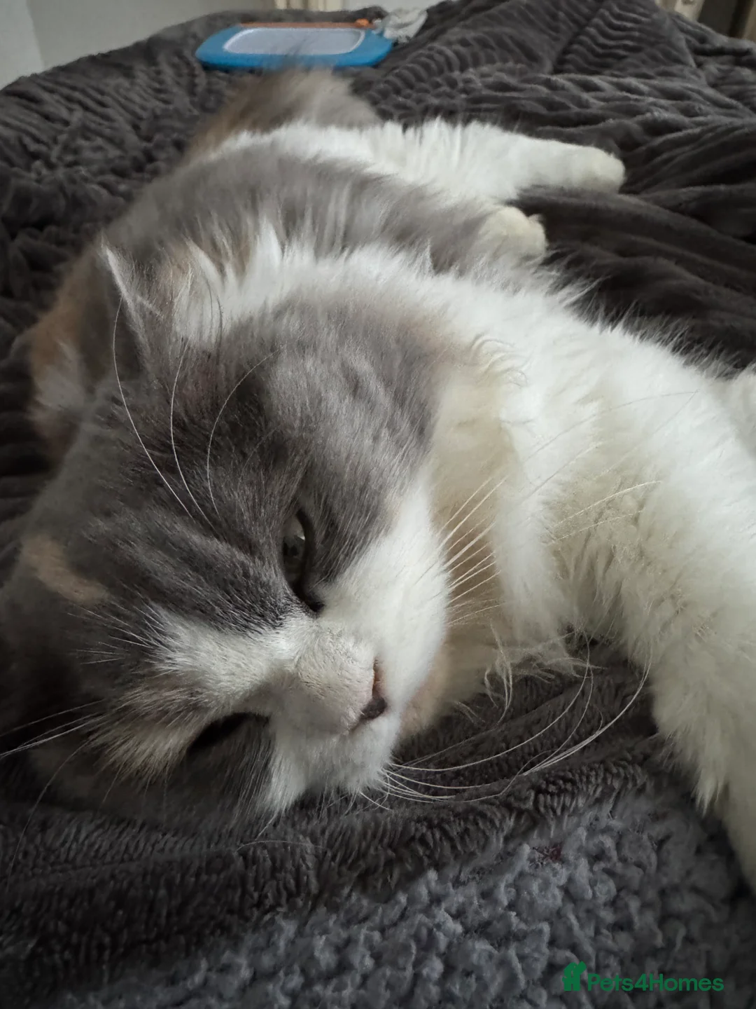 Scottish Fold cats for sale: Tina longhair x Scottish fold - Advert 2