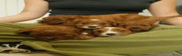 Cavapoo dogs for sale: Red Cavapoo Puppies - Advert 2