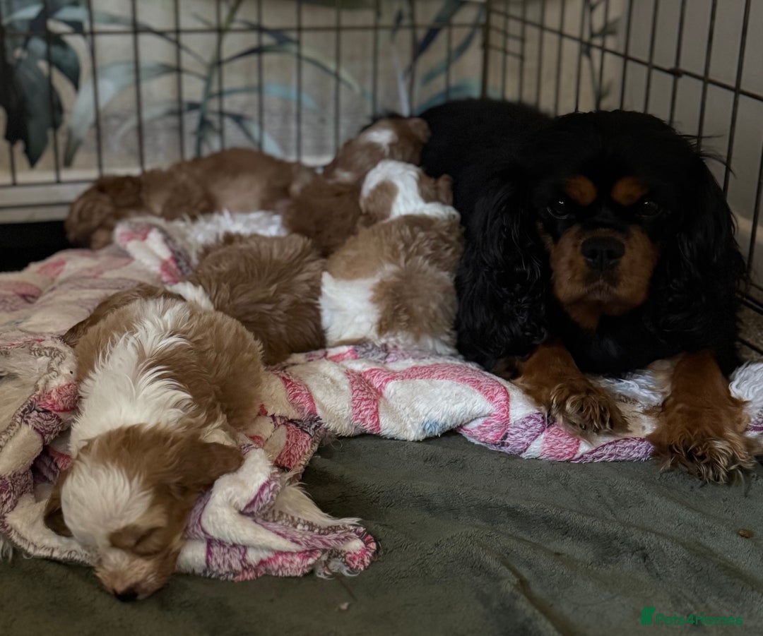 Cavapoo dogs for sale: Beautiful health tested cavapoos  - Image 14