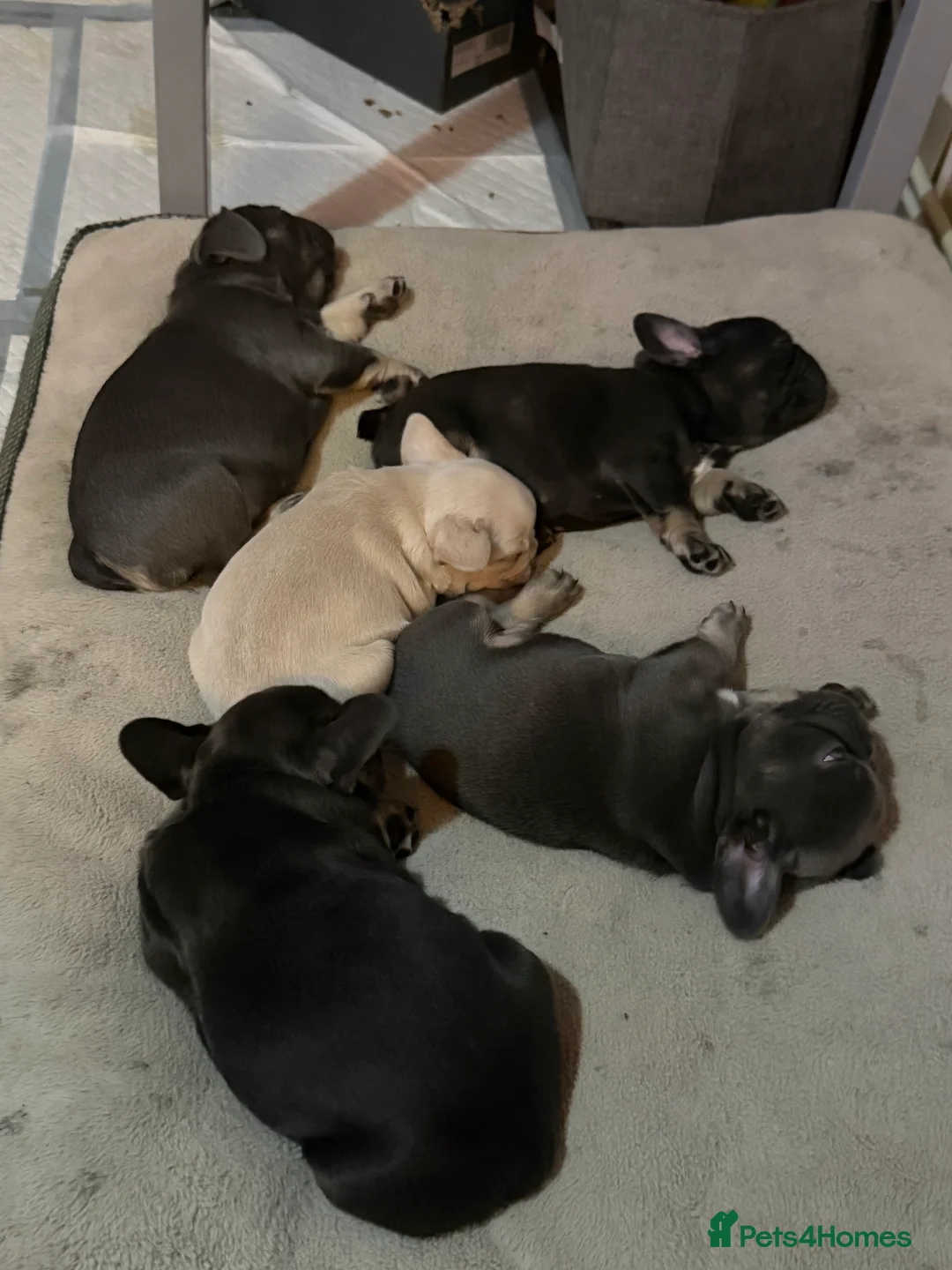 French Bulldog dogs for sale: 5 French bulldogs puppy’s  - Advert 14