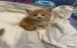 Maine Coon cats for sale: Maine Coon Kittens - Image 17