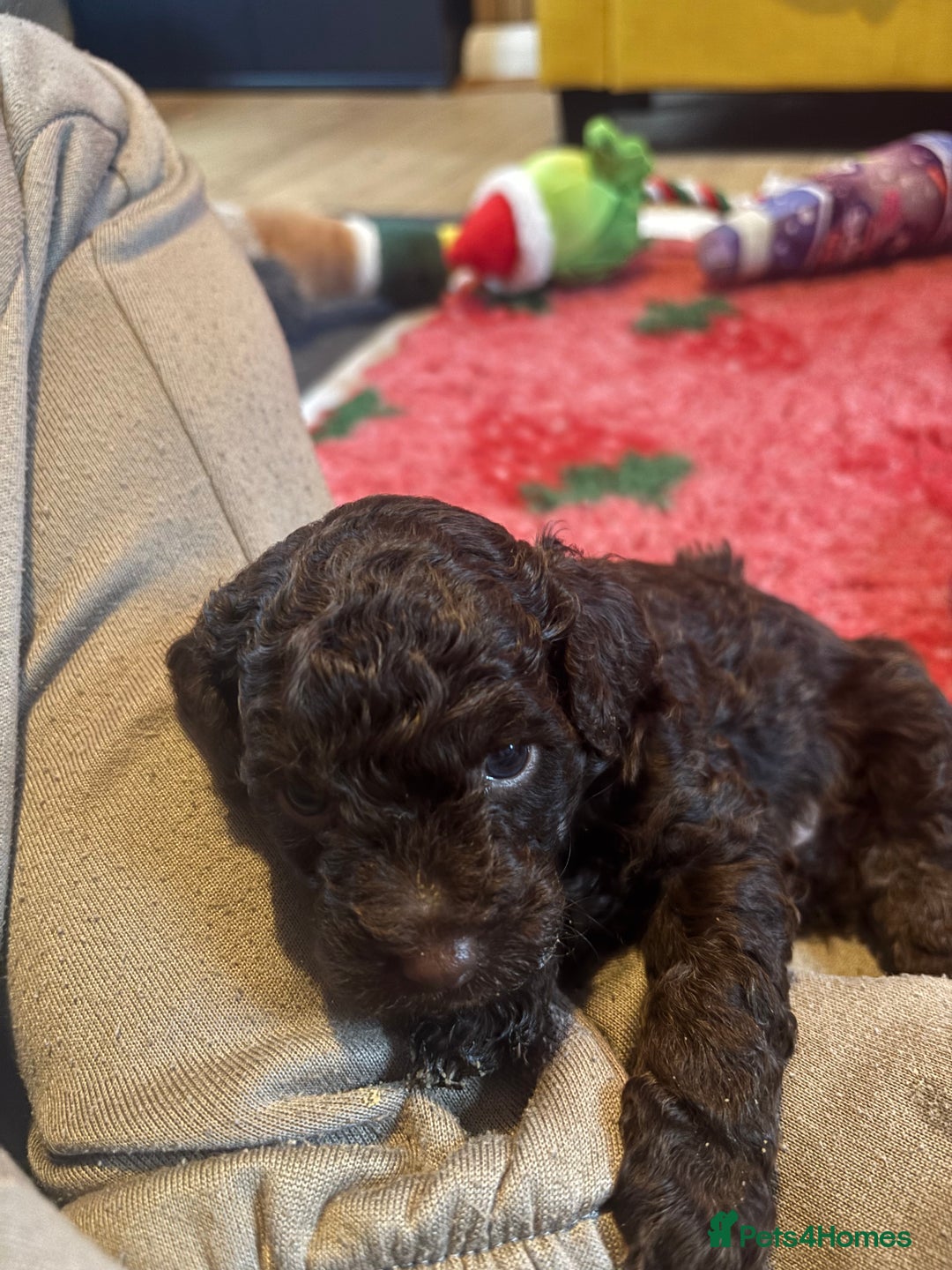 Cockapoo dogs for sale: Female cockapoo puppy brown and tan - Advert 7