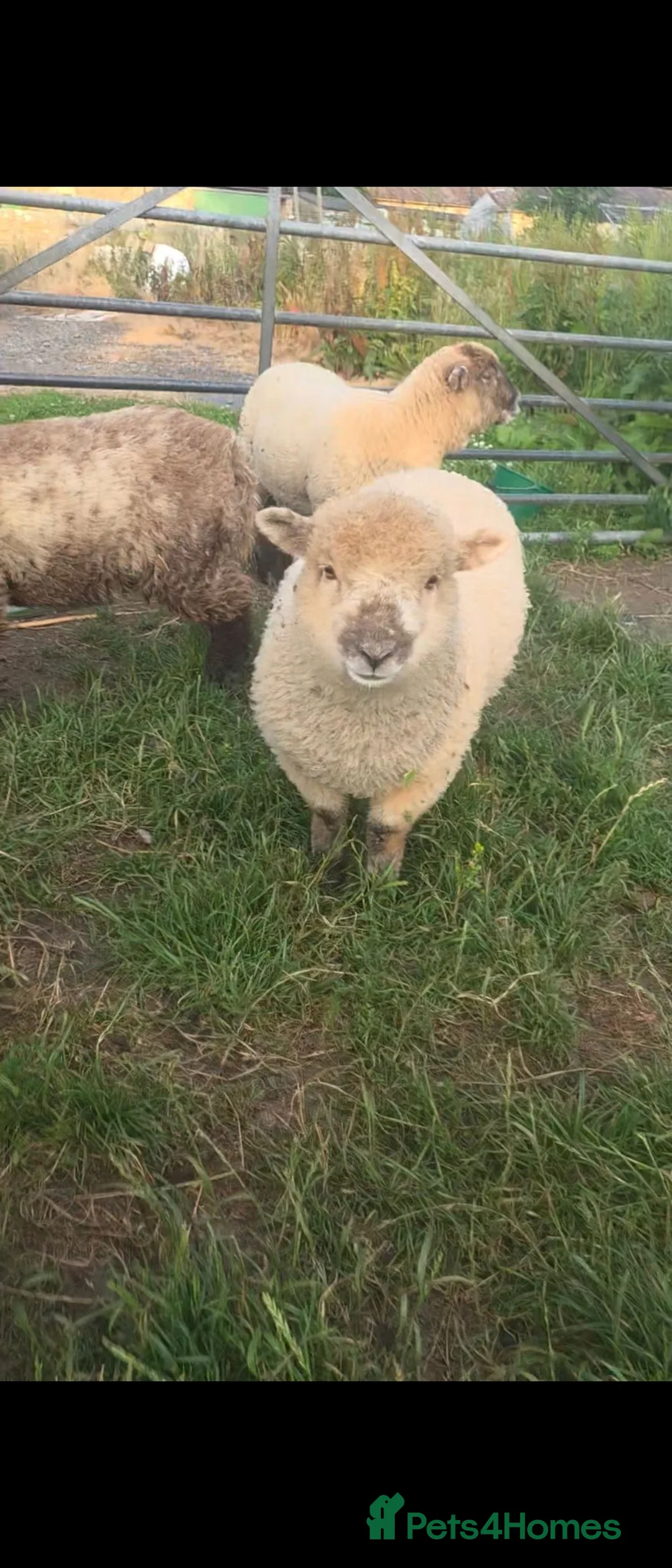 Sheep livestock for sale: Babydoll southdown cross lambs - Advert 1