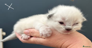 Ragdoll cats - Advert 13
