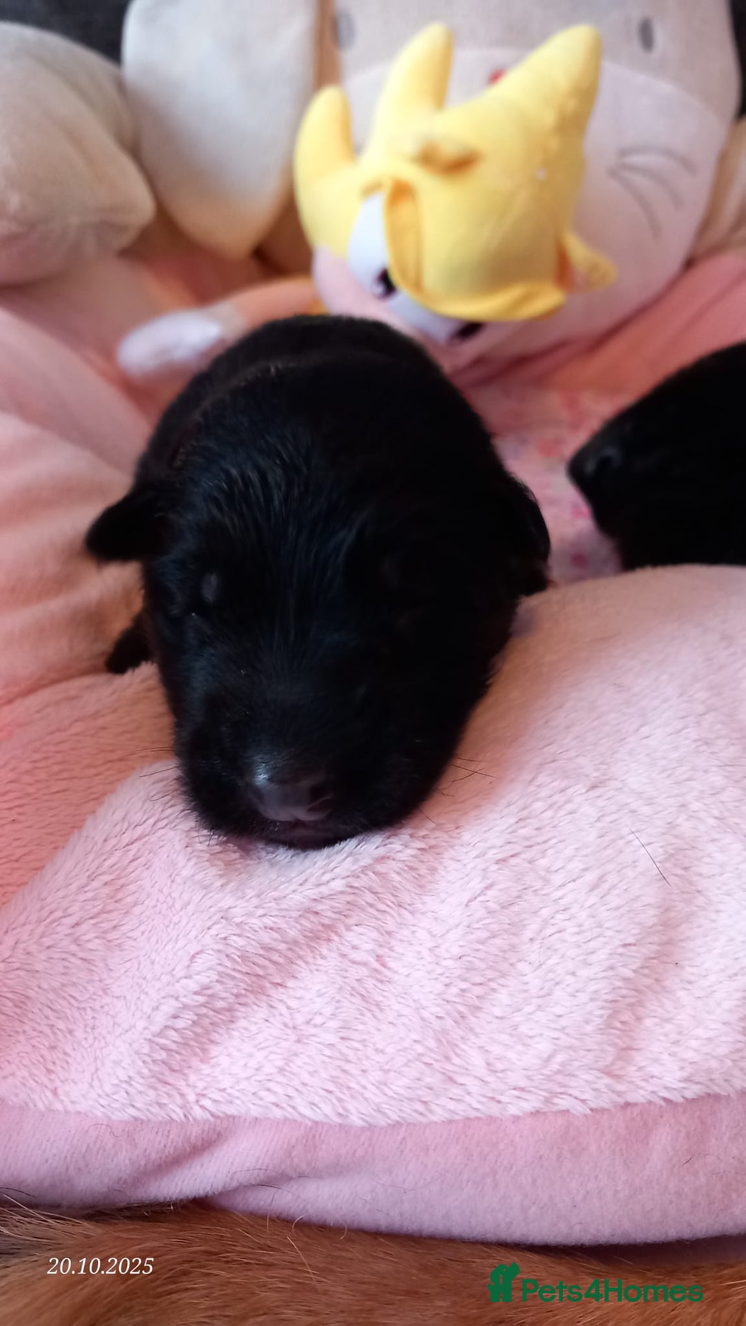 German Shepherd dogs for sale: Excellent Long-Haired German Shepherd Puppies-KC - Image 19