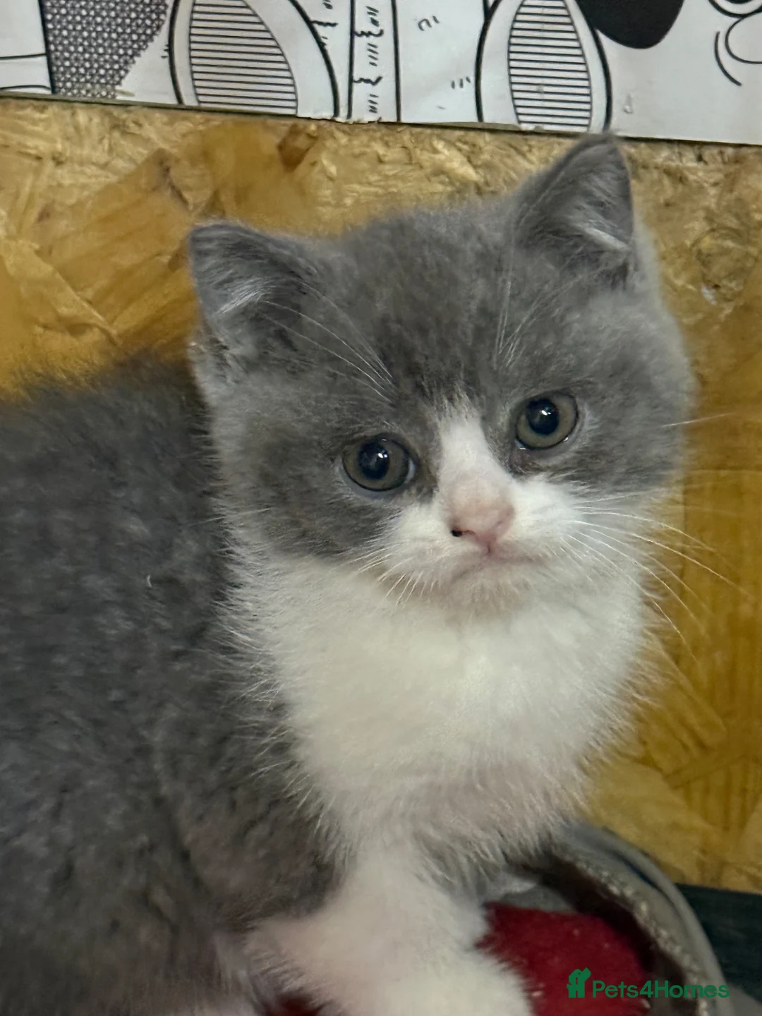 British Shorthair cats for sale: BSH kittens tica reg  - Advert 1