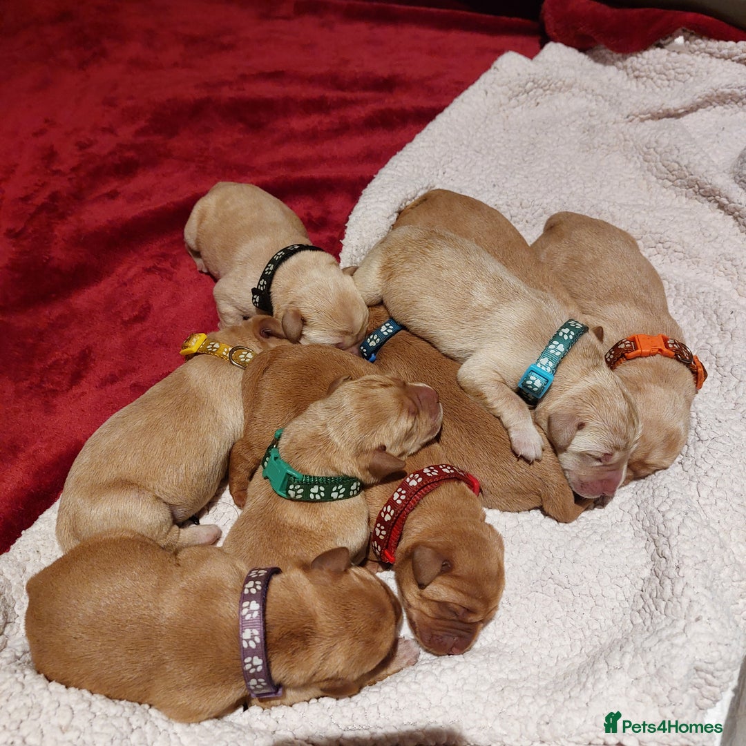 Labrador Retriever dogs for sale: Coco’s Labrador Puppies Seeking Loving Homes - Advert 3