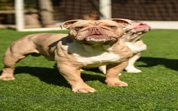English Bulldog dogs for stud: Lilac English bulldog L1 Fluffy carrier - Image 2