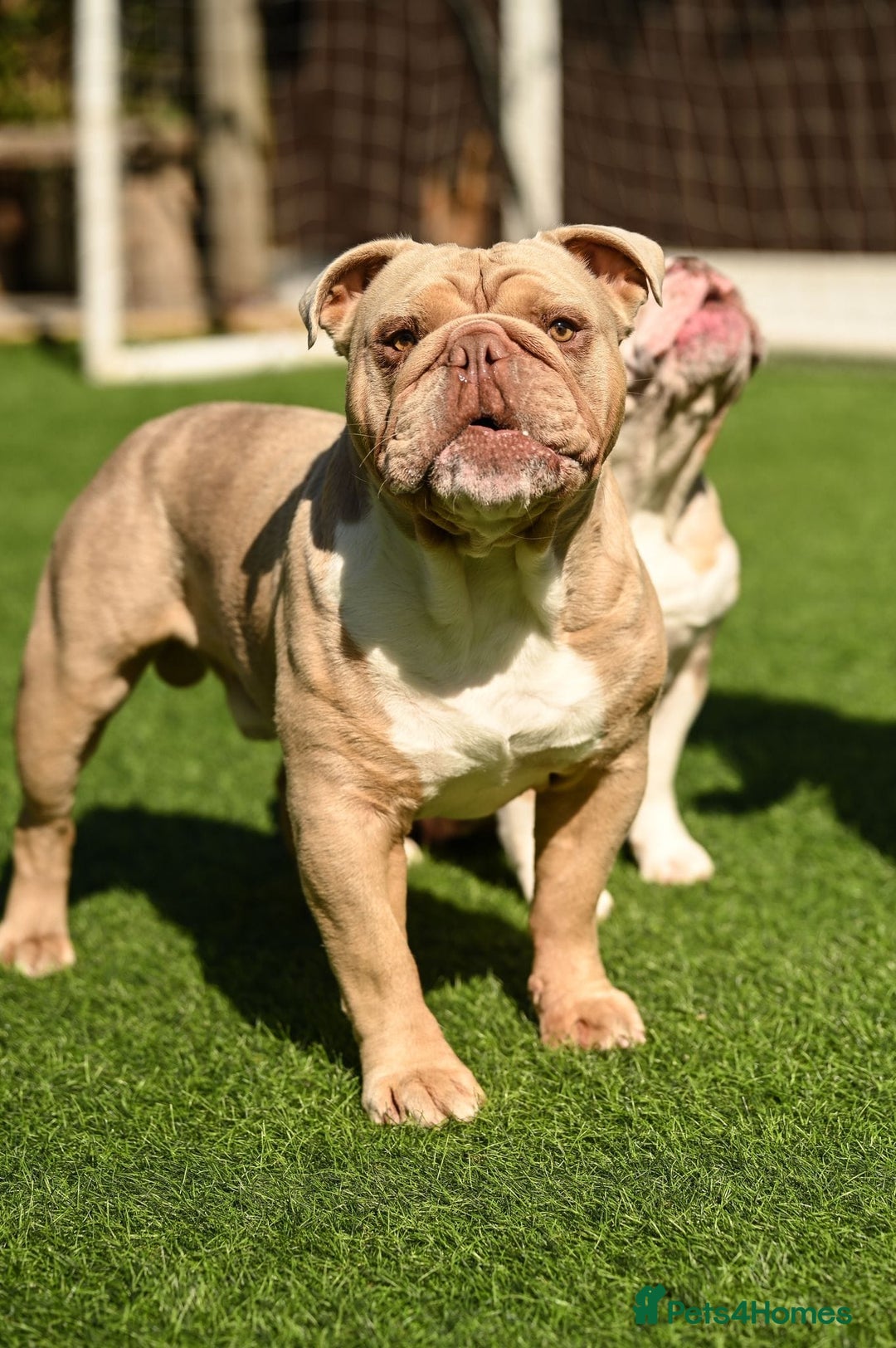 English Bulldog dogs for stud: Lilac English bulldog L1 Fluffy carrier - Image 2