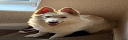 German Shepherd dogs for sale: White German shepherd  - Advert 3