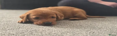 Labrador Retriever 4 (Grey Collar)