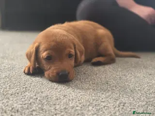 Labrador Retriever dogs Stunning dark red puppies - Advert 1