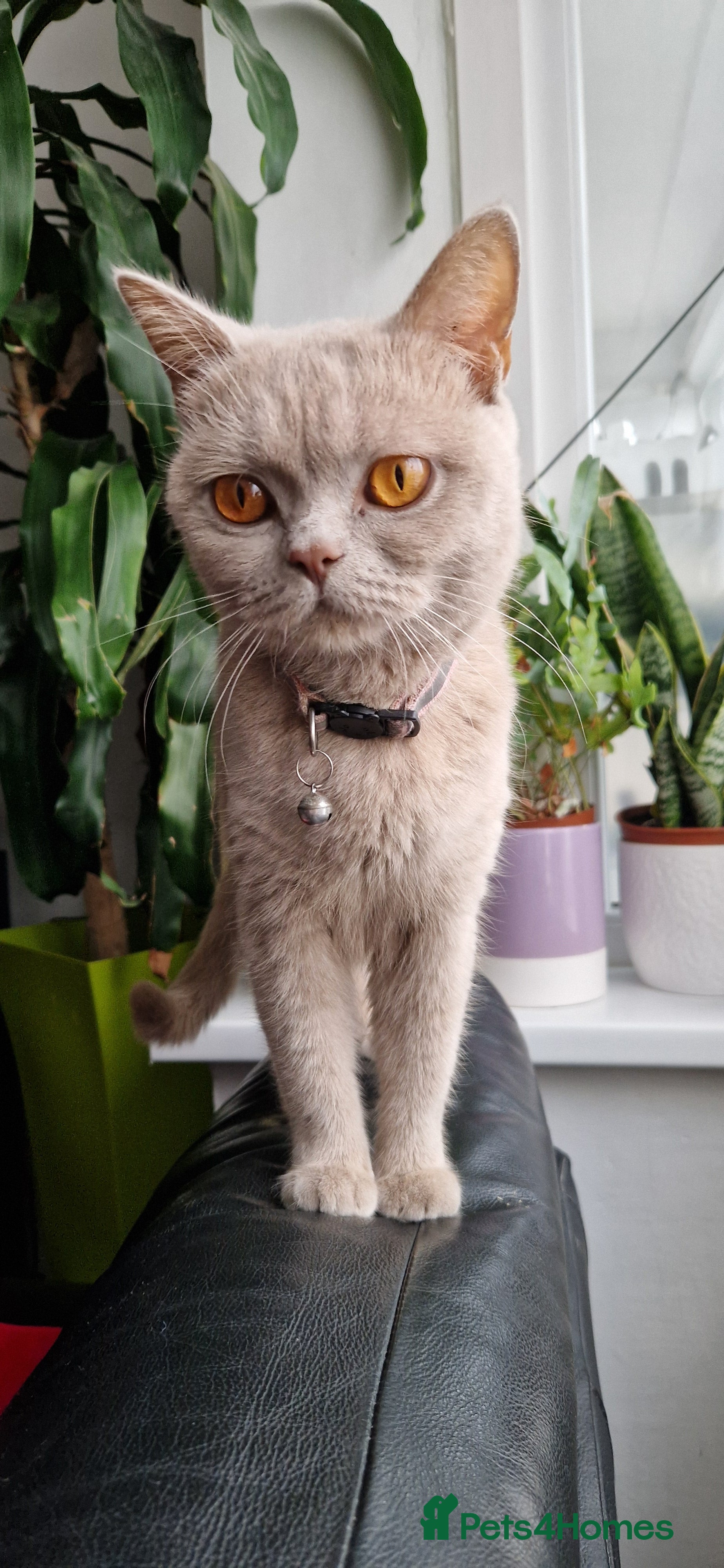 British Shorthair cats British shorthair mix looking for new home - Advert 6